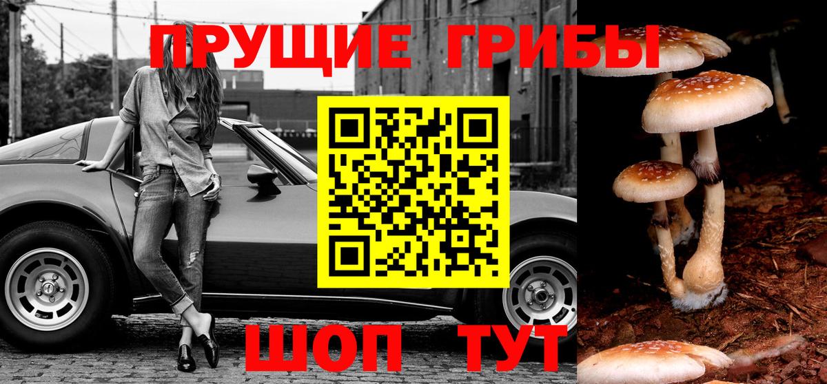 Псилоцибиновые грибы Psilocybe Красный Сулин